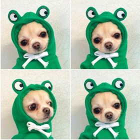 Cute Fruit Dog Clothes For Small Dogs Hoodies Winter Warm Fleece Pet Clothing Puppy Cat Costume Coat For French Chihuahua Outfit (Option: 5 Style-M)